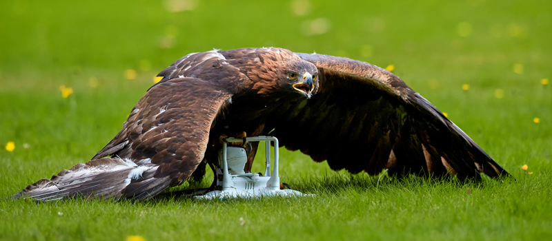 Hawk attacking sale drone