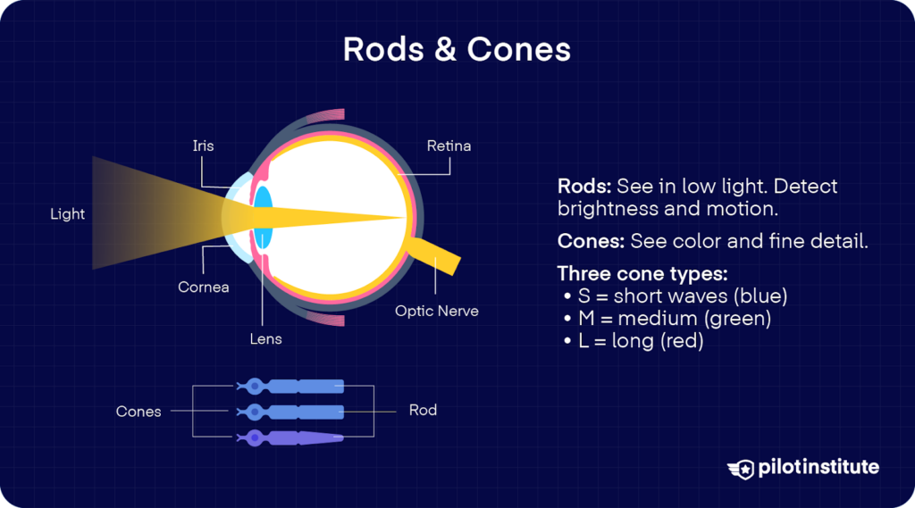 Diagram of the human eye showing how light enters and reaches the retina, with labeled rods and cones that detect brightness and color.