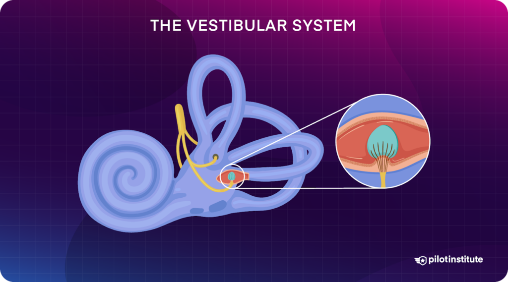 An infographic on the vestibular system within the ear.