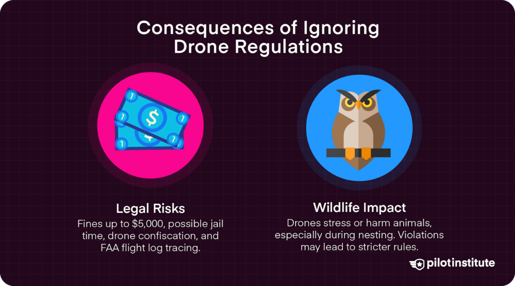 Illustration showing legal and wildlife consequences of ignoring drone regulations, including fines, jail time, and potential harm to nesting animals.